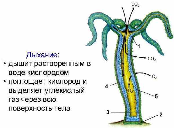 Кракен ссылка тор браузер