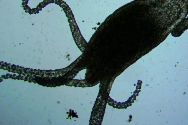 Kraken 18at
